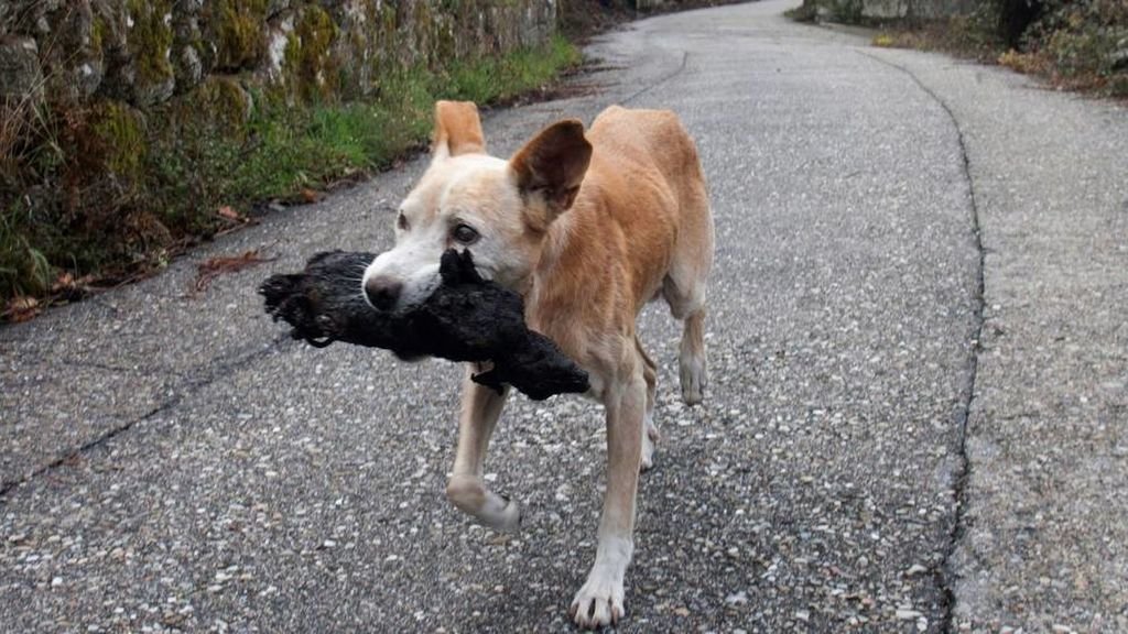 el perro Yaqui se hizo viral durante los incendios