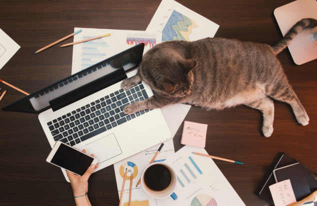 Working concept - girl with her assintant cat at the office